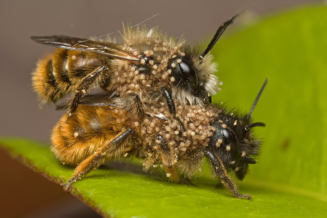 Mating Red Mason Bees and Mites